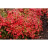 Nandina domestica variés conteneur de 4,5 litres