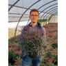 Nandina domestica variés conteneur de 4,5 litres