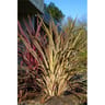 Cordyline  australis variés C 4,5