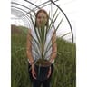 Cordyline  australis variés C 4,5