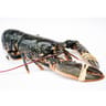 Homard vivant européen