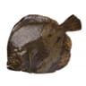 Turbot sauvage