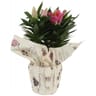 Lys pot 19 cm  emballage fleuriste