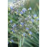 Dianella variés c 4/4,5