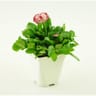 Pâquerette à grandes fleurs pot 1 litre