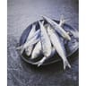 Sardine