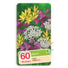 Bulbes alliums 5/+ variés x 60