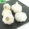 Ail blanc bio