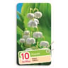 Muguet de jardin blanc x10