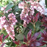 Pieris c.3l rc