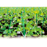 Tuteur acier plastifie 60cm 8mm
