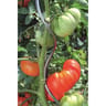 Tuteur acier plastifie 180cm  11mm