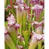 Sarracenia variées (plantes carnivores d'extérieur) 4 ans d'age c4l rc