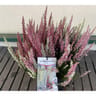 Bruyere calluna vulgaris trio tricolore c.5l rc