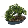 Bonsai zen "jil"