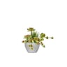Cactees gm dans pot beton