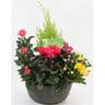 Coupe funéraire 4 plantes