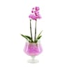 Verre Victoria - verrerie + phalaenopsis p09