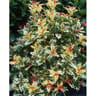 Osmanthus tricolor varies c4/c4,5