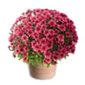Pomponette couleur unie Pot 17 cm, Diam 35/45 cm