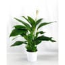 Spathiphyllum pot de 20cm contenant céramique