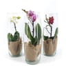 Orchidée phalaenopsis 1 tige pot de 09 cm vase verre