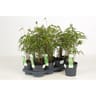 Bambou fargesia rufa p14
