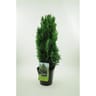 Chamaecyparis lawsoniana 'ellwoodii' -faux cypres 4 litres
