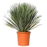 Yucca rostrata  CT25 C10L HT 60-80 CM