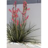 Hesperaloe parviflora  ct25 c10l ht 50-60 cm