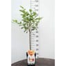 Pommier golden delicious patio c5 tige 50 cm