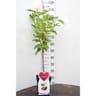 Cerisier régina patio c5 tige 50cm