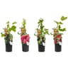 Petits fruits p11 c 0,7l