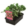 Fraisier gariguette barquette de 6 godets de 7 cm  non remontant