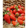 Fraisier gariguette barquette de 6 godets de 7 cm  non remontant