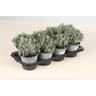 Lavande pot de 14 cm