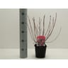 Weigelia rouge vp 2 litres