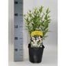 Deutzia blanc vp 2 litres