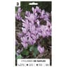 Cyclamen néapolitanum 13/15 x3