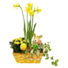 Composition panier lapin