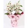Composition dendrobium  pot 12 cm