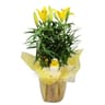 Lys pot 13 cm emballage fleuriste