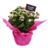 Kalanchoe pot 15 Fleuriste