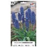 Muscari armeniacum 7/+ x75