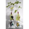 Vigne de table motte variété assorties