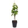 Plant de vigne raisin de table 50/60cm