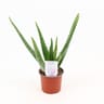 Aloé véra pot culture 10.5cm