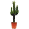 Euphorbia eritrea pot 21cm  80/100