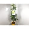 Mimosa acacia delbata touffe c 4l rc
