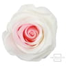 Rose naturelle stabilisée bicolore blanche/rose